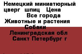 Немецкий миниатюрный(цверг) шпиц › Цена ­ 50 000 - Все города Животные и растения » Собаки   . Ленинградская обл.,Санкт-Петербург г.